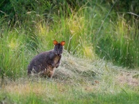 Klokan rudoboky - Thylogale billardierii - Tasmanian Pademelon o1311522